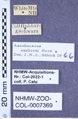 Etikette zu Ascoliocerus sanborni (Horn, 1871) (NHMW-ZOO-COL-0007369)